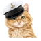 chat êtê maritime cat summer