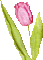 tulipano rosa gif - GIF animasi gratis GIF animasi