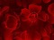 Background-red-flowers-min@