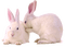Bunnies.Rabbits.White - PNG gratuit GIF animé