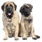 Hond - 免费PNG 动画 GIF