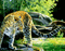 leopard bp - Ilmainen animoitu GIF animoitu GIF