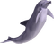 delfin - PNG gratuit GIF animé