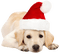 santa dog - zadarmo png animovaný GIF