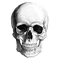 skull - besplatni png animirani GIF