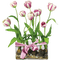 tulipany - png gratuito GIF animata