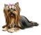 Hond - Безплатен анимиран GIF