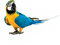 Kaz_Creations Birds Bird - png gratis GIF animasi