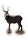 reindeer-ren-deco-animal