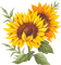 sunflower tournesol