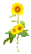 Animated.Sunflowers.Yellow - By KittyKatLuv65