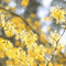Yellow Plant Background - GIF animasi gratis GIF animasi