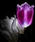 fleur - Darmowy animowany GIF animowany gif
