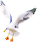 Seagull Bird Sea - Bogusia - PNG gratuit GIF animé