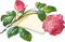 Vintage Rose with Card - png gratis GIF animasi