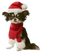 Chihuahua - png gratuito GIF animata
