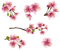 Kaz_Creations Flowers Flower Branch - png gratis GIF animasi