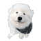 White Samoyed Dog - Free animated GIF Animated GIF