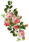 rose - PNG gratuit GIF animé
