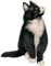Кот - безплатен png анимиран GIF