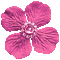 Pink Animated Flower - By KittyKatLuv65
