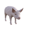 pig, sika - zdarma png animovaný GIF