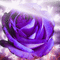JE / BG /animated.effect.rose.purple.idca - Free animated GIF