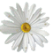 White daisy gif