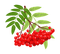 leaves bp - kostenlos png Animiertes GIF