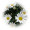 blommor--flowers--white--vit - безплатен png анимиран GIF