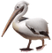 Pelican-RM - ingyenes png animált GIF