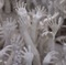 White Temple in Chiang Rai hands - png grátis Gif Animado