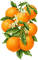 orange tree Bb2 - Free PNG Animated GIF