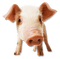 Kaz_Creations Pig - gratis png animeret GIF