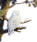 Rena Schneeeule owl Eule Vogel Bird - PNG gratuit GIF animé
