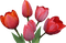 lotus - gratis png geanimeerde GIF