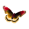 Papillon Debutante nature insecte butterfly - GIF animé gratuit GIF animé