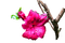 flower, kukka, fleur - PNG gratuit GIF animé