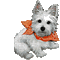 Dog - Zdarma animovaný GIF animovaný GIF