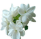 white flowers7 - ücretsiz png animasyonlu GIF