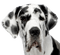 Kaz_Creations Dog Pup - безплатен png анимиран GIF