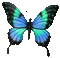 papillon - Animovaný GIF zadarmo animovaný GIF