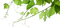 grapeleaves - kostenlos png Animiertes GIF