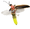 Firefly, Lightning Bug - Бесплатный анимированный гифка
