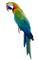 Kaz_Creations Parrot Bird