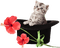 cat by nataliplus - zadarmo png animovaný GIF