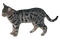 Tabby Cat - безплатен png анимиран GIF
