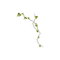 kikkapink deco scrap green ivy - Free PNG Animated GIF