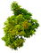 tree baum bush busch - PNG gratuit GIF animé