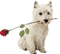Kathleen Reynolds Dog Pup - bezmaksas png animēts GIF